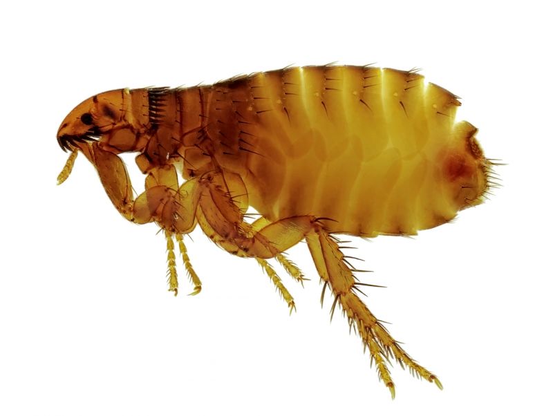 Fleas