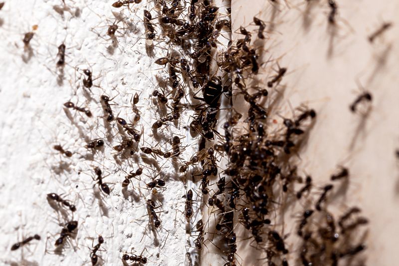 Ant Colonies