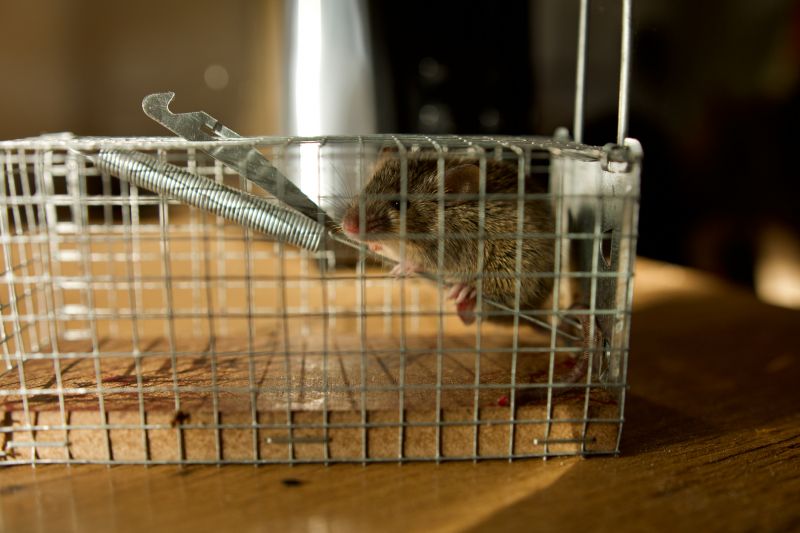 How Rodents Compromise Insulation And Indoor Air Quality