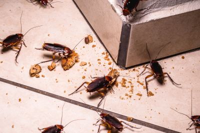 Insects like ants and cockroaches