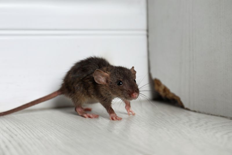 Rodents such as mice and rats