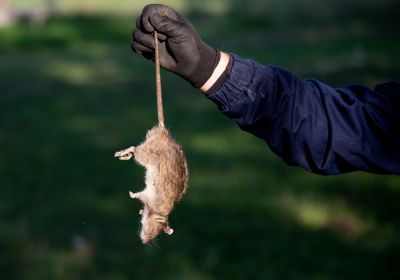 Rodent Control Solutions For Homes