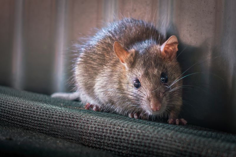 Rodent Infestations Explained: Warning Signs, Property Damage, And Cleanup