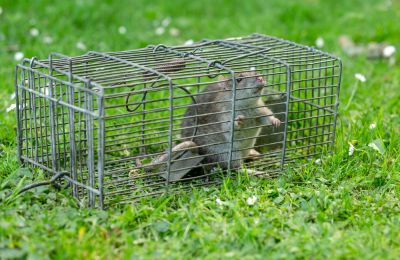 Marmot Extermination - Rodents Nederland, Texas